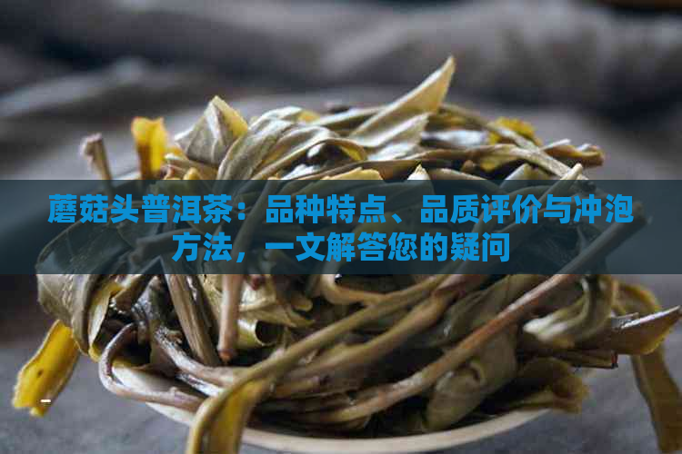 蘑菇头普洱茶：品种特点、品质评价与冲泡方法，一文解答您的疑问