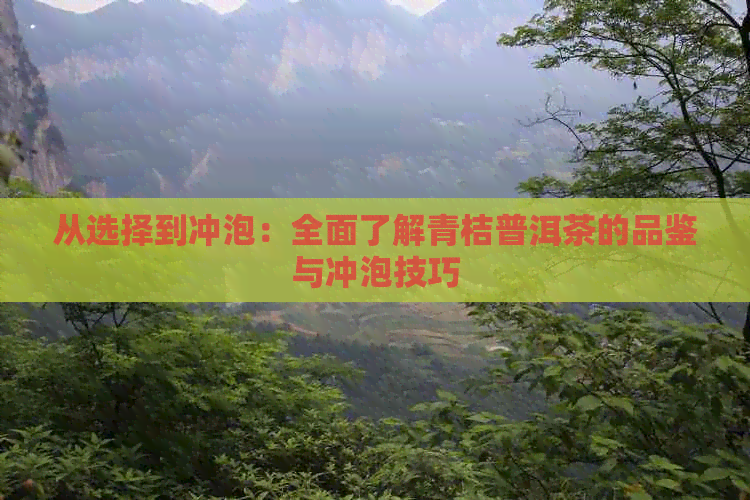 从选择到冲泡：全面了解青桔普洱茶的品鉴与冲泡技巧