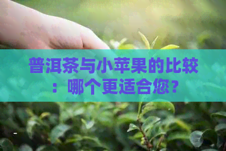 普洱茶与小苹果的比较：哪个更适合您？