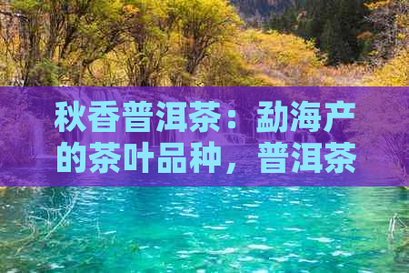 秋香普洱茶：勐海产的茶叶品种，普洱茶秋茶品质如何，以及收藏价值