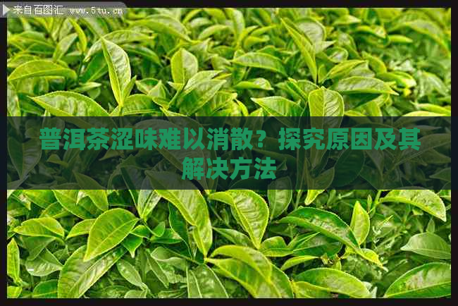 普洱茶涩味难以消散？探究原因及其解决方法