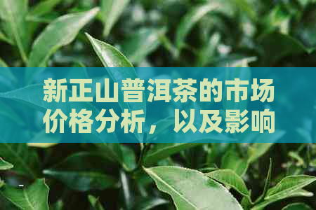 新正山普洱茶的市场价格分析，以及影响其价格的各种因素