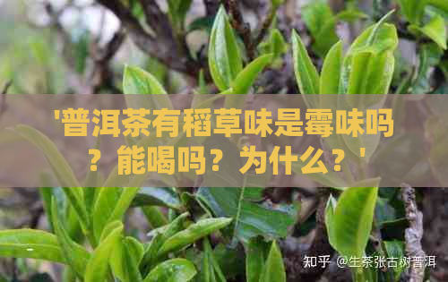 '普洱茶有稻草味是霉味吗？能喝吗？为什么？'