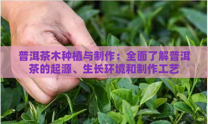 普洱茶木种植与制作：全面了解普洱茶的起源、生长环境和制作工艺