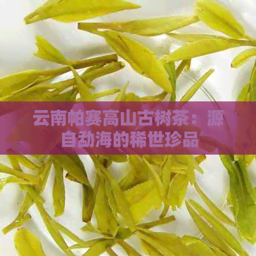 云南帕赛高山古树茶：源自勐海的稀世珍品