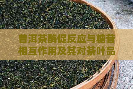 普洱茶酶促反应与糖苷相互作用及其对茶叶品质的影响