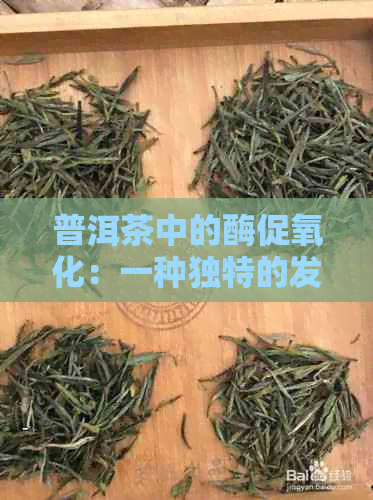 普洱茶中的酶促氧化：一种独特的发酵过程解析