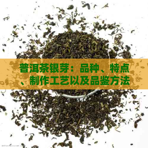 普洱茶银芽：品种、特点、制作工艺以及品鉴方法全面解析