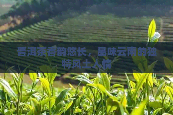 普洱茶香韵悠长，品味云南的独特风土人情