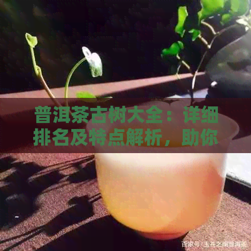 普洱茶古树大全：详细排名及特点解析，助你轻松选购优质茶叶