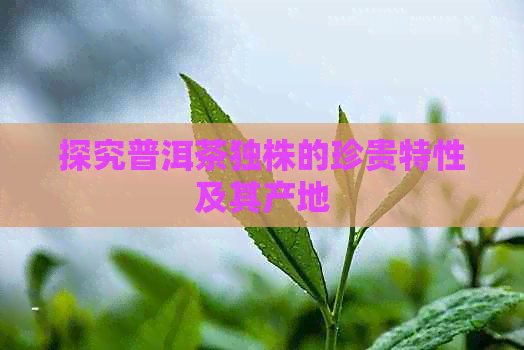 探究普洱茶独株的珍贵特性及其产地