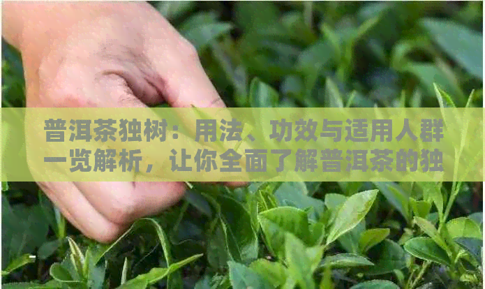 普洱茶独树：用法、功效与适用人群一览解析，让你全面了解普洱茶的独特魅力