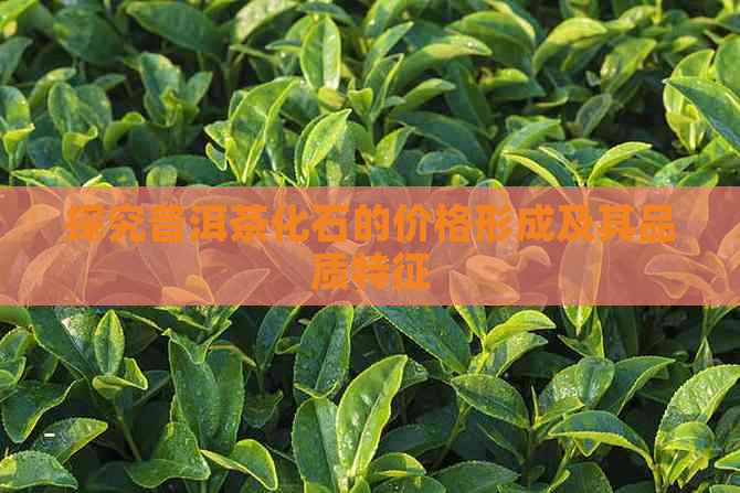 探究普洱茶化石的价格形成及其品质特征