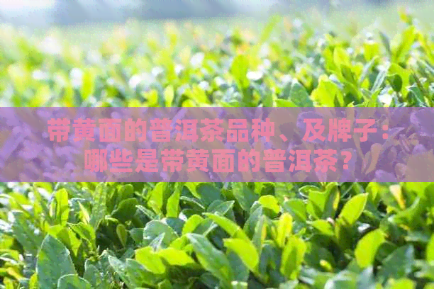 带黄面的普洱茶品种、及牌子：哪些是带黄面的普洱茶？