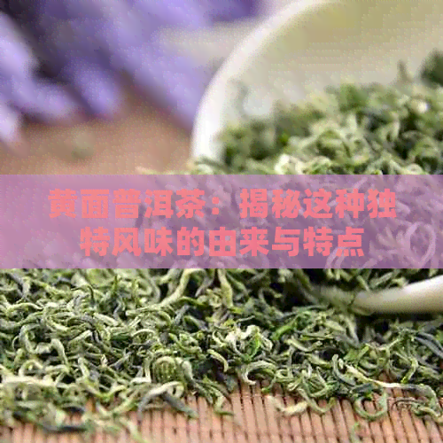 黄面普洱茶：揭秘这种独特风味的由来与特点