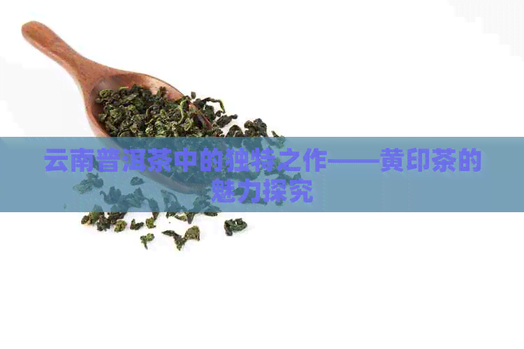 云南普洱茶中的独特之作——黄印茶的魅力探究