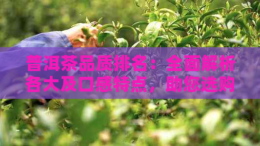 普洱茶品质排名：全面解析各大及口感特点，助您选购优质茶叶