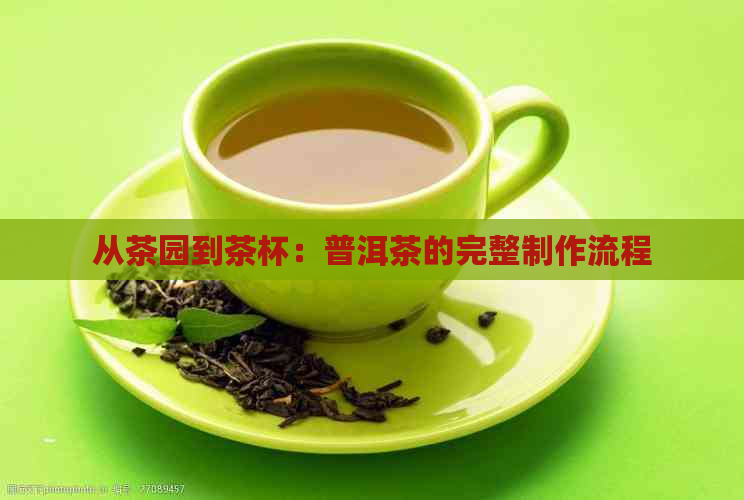 从茶园到茶杯：普洱茶的完整制作流程