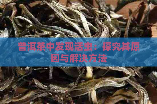 普洱茶中发现活虫：探究其原因与解决方法