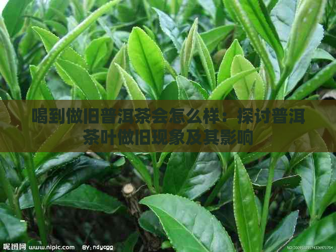 喝到做旧普洱茶会怎么样：探讨普洱茶叶做旧现象及其影响