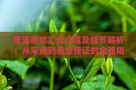 普洱茶加工全过程及细节解析：从采摘到品质保证的全面指南