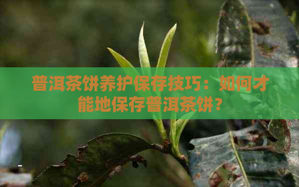 普洱茶饼养护保存技巧：如何才能地保存普洱茶饼？