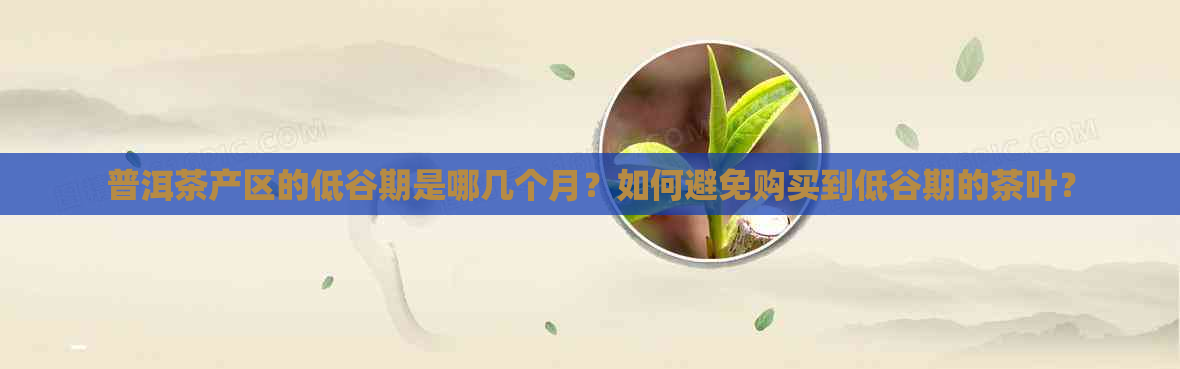 普洱茶产区的低谷期是哪几个月？如何避免购买到低谷期的茶叶？