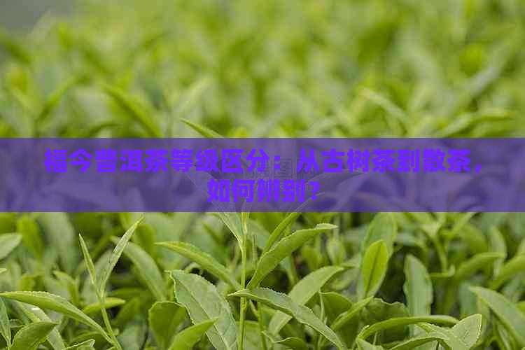 福今普洱茶等级区分：从古树茶到散茶，如何辨别？