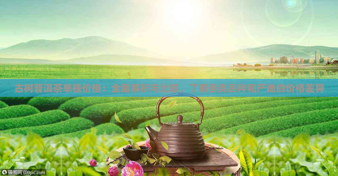 古树普洱茶单株价格：全面解析与比较，了解各类品种和产地的价格差异