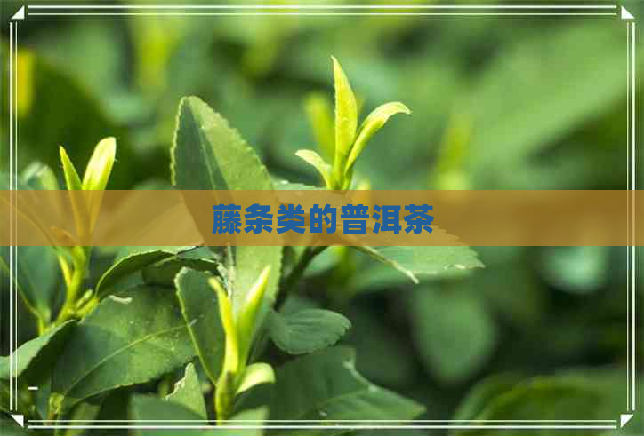 藤条类的普洱茶