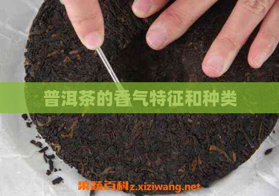 普洱茶的香气特征和种类