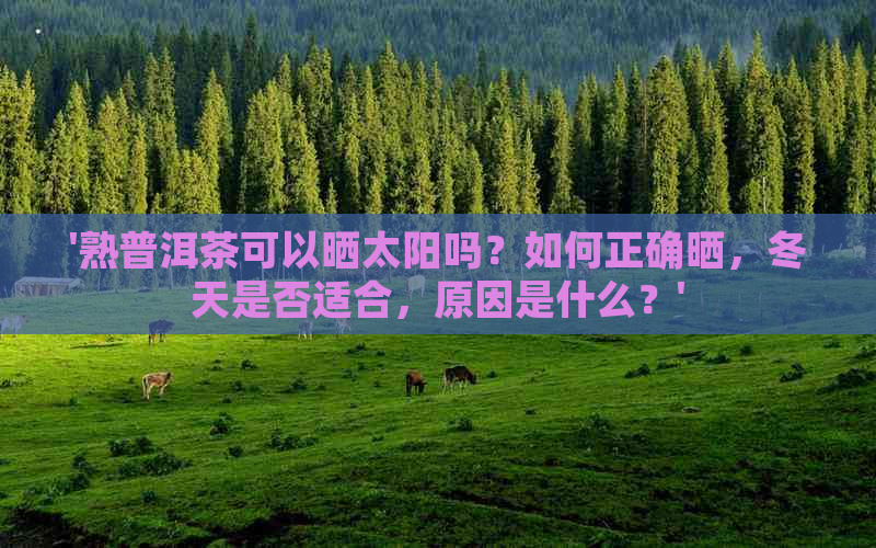 '熟普洱茶可以晒太阳吗？如何正确晒，冬天是否适合，原因是什么？'