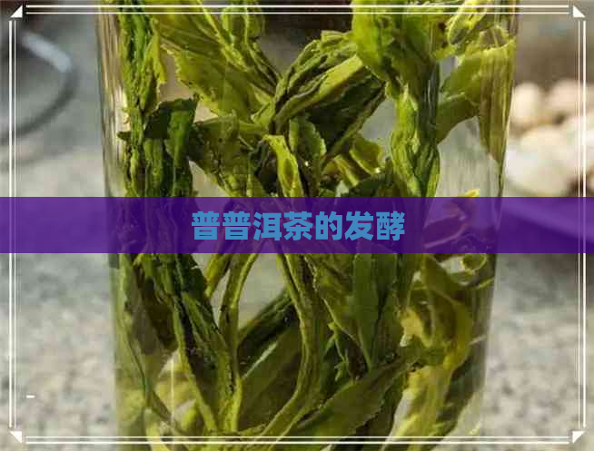 普普洱茶的发酵