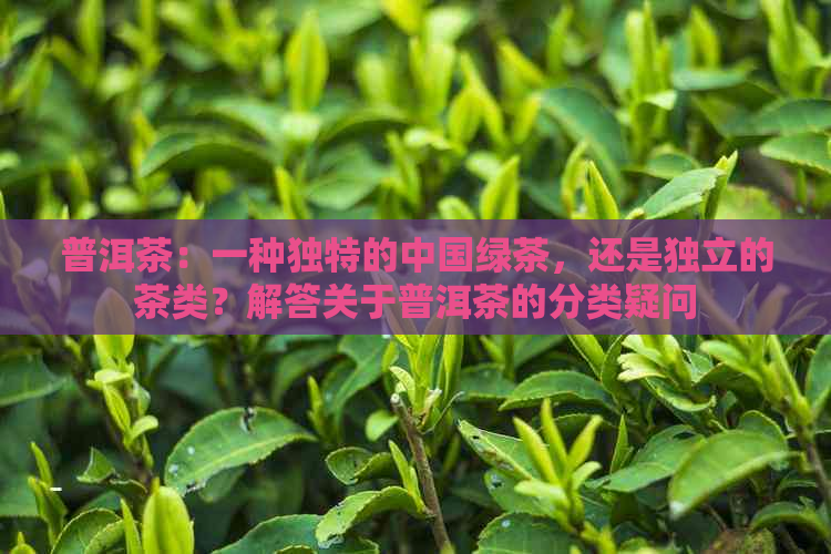 普洱茶：一种独特的中国绿茶，还是独立的茶类？解答关于普洱茶的分类疑问