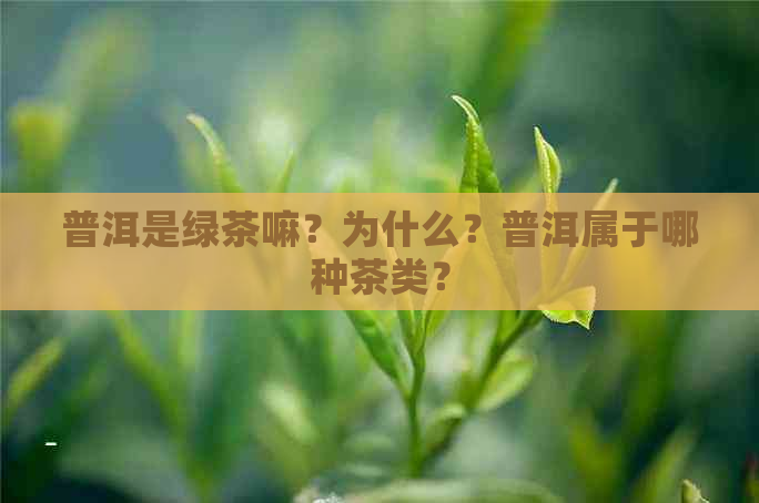 普洱是绿茶嘛？为什么？普洱属于哪种茶类？