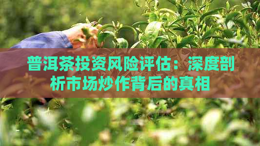 普洱茶投资风险评估：深度剖析市场炒作背后的真相