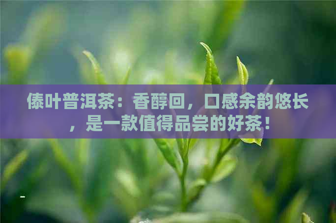 傣叶普洱茶：香醇回，口感余韵悠长，是一款值得品尝的好茶！