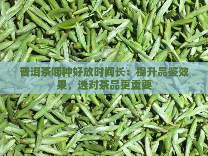 普洱茶哪种好放时间长：提升品鉴效果，选对茶品更重要