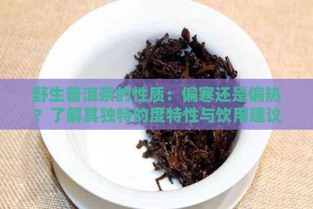 野生普洱茶的性质：偏寒还是偏热？了解其独特的度特性与饮用建议