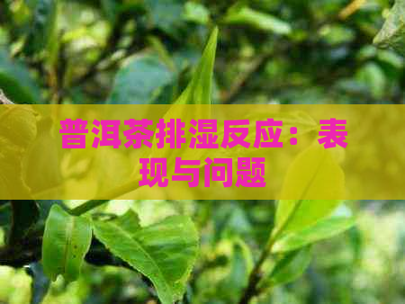 普洱茶排湿反应：表现与问题