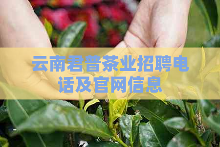 云南君普茶业招聘电话及官网信息