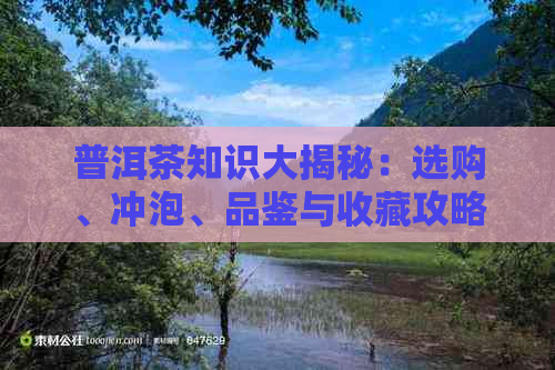 普洱茶知识大揭秘：选购、冲泡、品鉴与收藏攻略