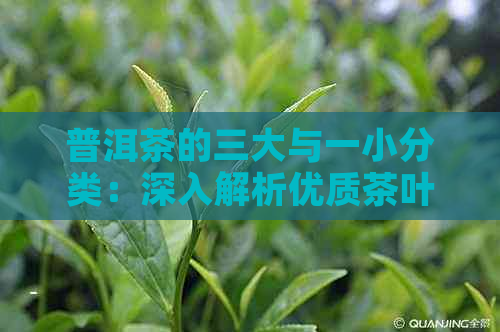 普洱茶的三大与一小分类：深入解析优质茶叶的纯度和品质