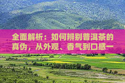 全面解析：如何辨别普洱茶的真伪，从外观、香气到口感一一迷局