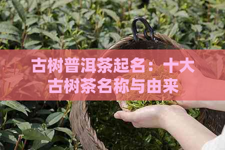 古树普洱茶起名：十大古树茶名称与由来