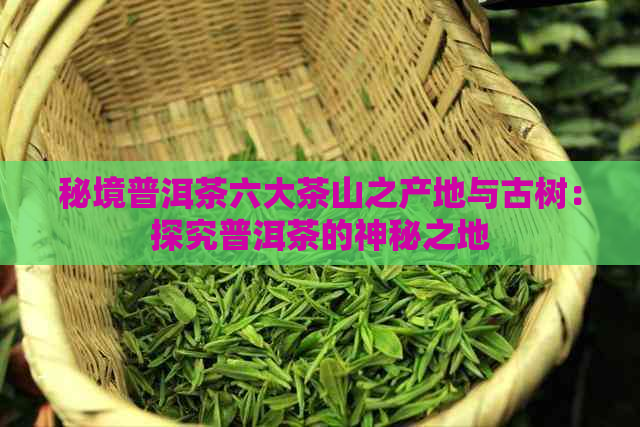 秘境普洱茶六大茶山之产地与古树：探究普洱茶的神秘之地