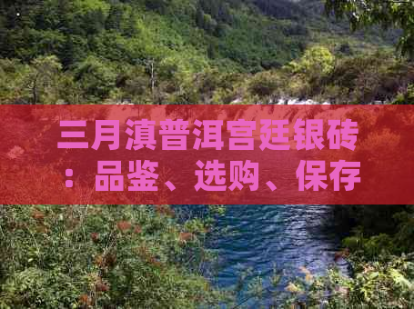 三月滇普洱宫廷银砖：品鉴、选购、保存与泡法全方位解析