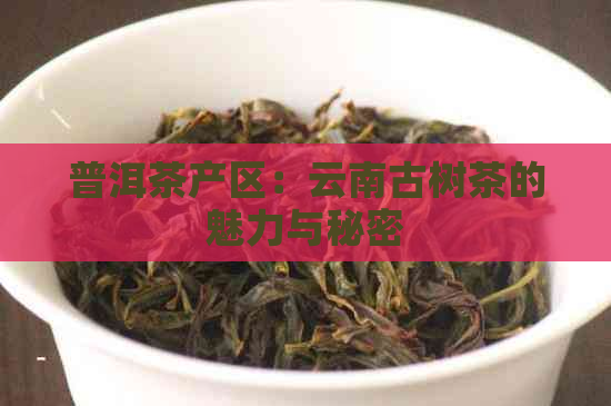 普洱茶产区：云南古树茶的魅力与秘密