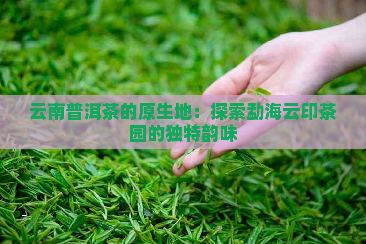 云南普洱茶的原生地：探索勐海云印茶园的独特韵味