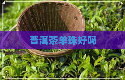 普洱茶单珠好吗